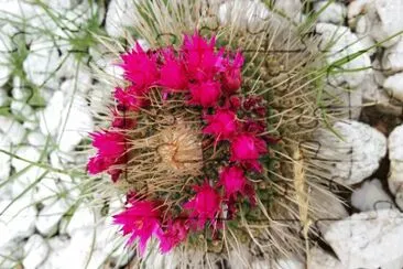 cactus en flor