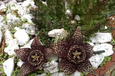 cactus en flor