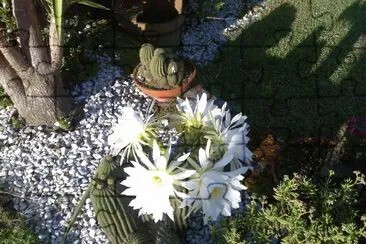 cactus en flor