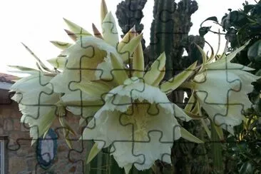 cactus en flor