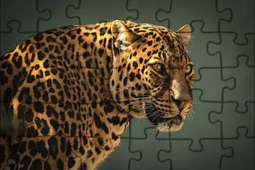 leopardo jigsaw puzzle