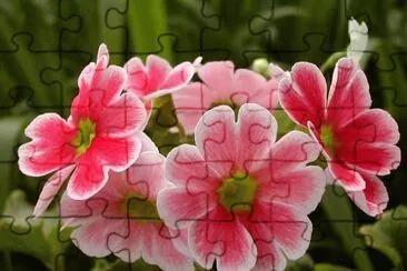 flores bonitas jigsaw puzzle