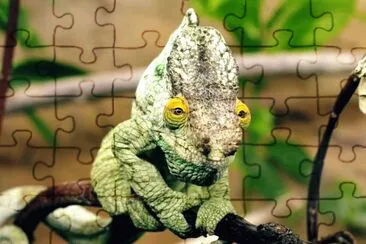 camaleon jigsaw puzzle