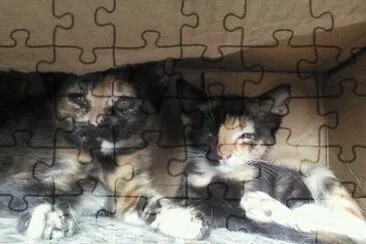 mis mascotas jigsaw puzzle