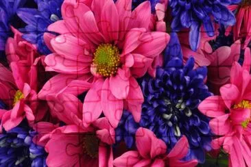 Vibrant Purple and Pink Flowers