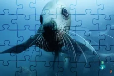  jigsaw puzzle