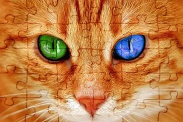 Gato-Ojos-Bi Color. jigsaw puzzle