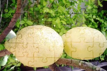 limones jigsaw puzzle