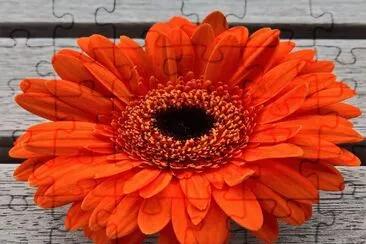 Flor- Gerbera-Naranja. jigsaw puzzle