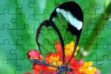 curiositÃ  jigsaw puzzle