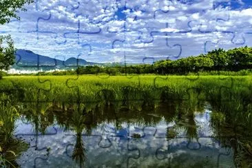 Beitou-rice field