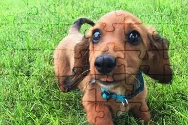 perrito jigsaw puzzle