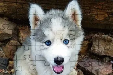 lindo Husky jigsaw puzzle