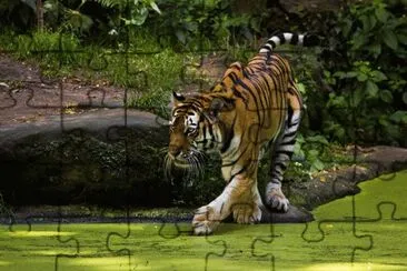 tigre 3 jigsaw puzzle