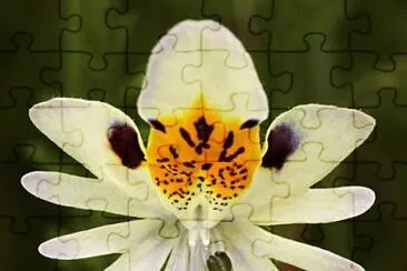 Mariposita Blanca