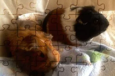 Pets jigsaw puzzle