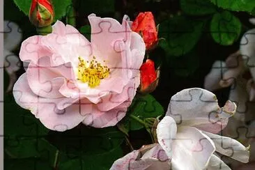 rose jigsaw puzzle