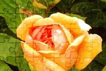 rose jigsaw puzzle