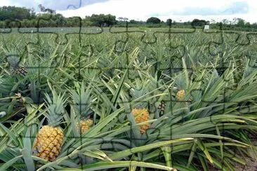 Plantação de Abacaxis