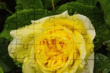 rose jigsaw puzzle