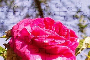 rose jigsaw puzzle