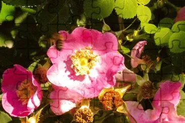 rose jigsaw puzzle