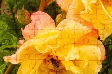 rose jigsaw puzzle