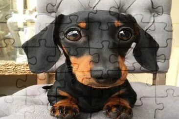 Lindo perrito jigsaw puzzle