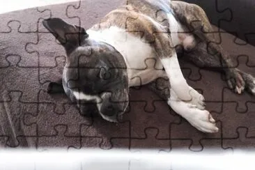 boston terrier jigsaw puzzle