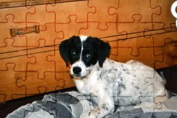 Puppy looking at photographer