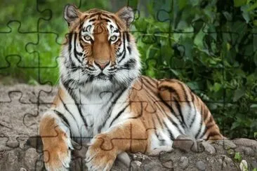 Tiger resting on a rock jigsaw puzzle