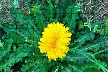 פאזל של Double Dandelion