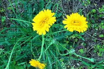 Two double dandelions