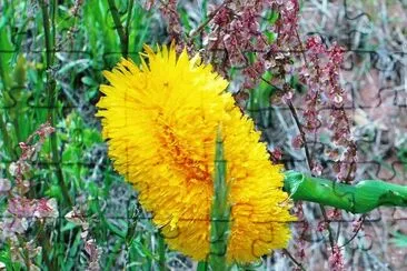 Triple dandelion? jigsaw puzzle