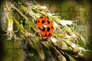 Ladybug3