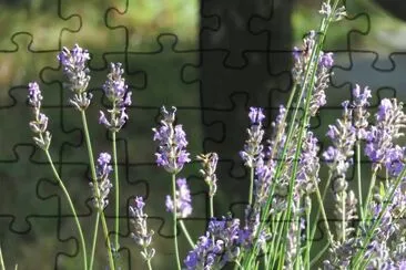 lavanda jigsaw puzzle