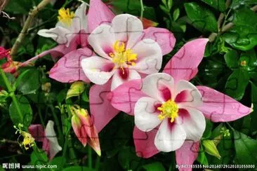 flower4 jigsaw puzzle