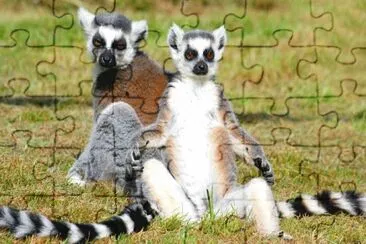 Ring Tailed Lemurs sunbathing jigsaw puzzle