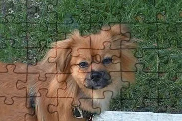 tibrtan spaniel jigsaw puzzle