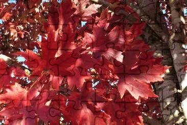 פאזל של Red maple leaves3