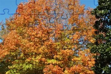 פאזל של Maple and magnolia tree