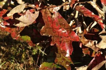 פאזל של Oak leaves1