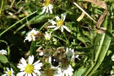 פאזל של Bee on small daisy1