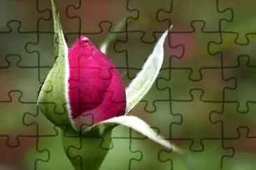 rose jigsaw puzzle