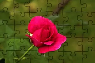 rose-1 jigsaw puzzle