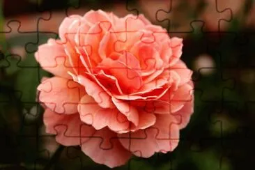 rose-3 jigsaw puzzle