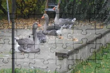 parking des oies jigsaw puzzle