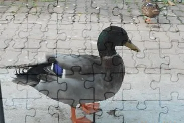 colvert jigsaw puzzle