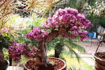 פאזל של Bonsai de Buganvilha