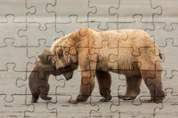 Osos en libertad jigsaw puzzle